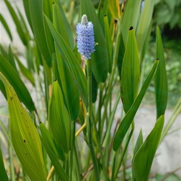 茂华苗木 厂家直销供应各种本草植物鱼草又名梭鱼草北美梭鱼草