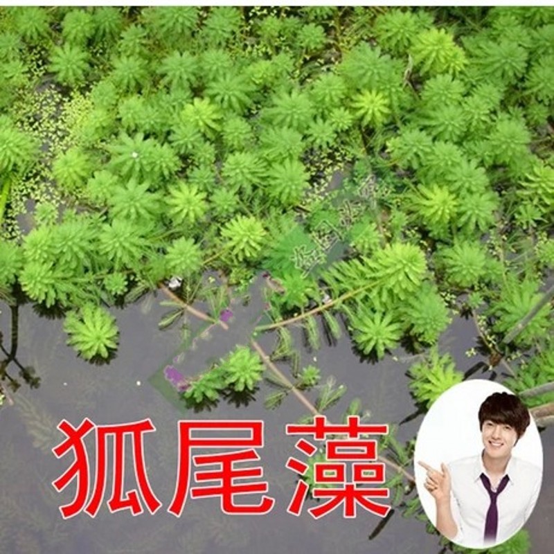 Семена Grass carp in pond aquaculture on lobster and crab grass seed pool round Ye Heizao Cao Potamogeton, Elodea nuttallii Myriophyllum Ye Heizao , nuttallii Семена Grass carp in pond aquaculture on lobster and crab grass seed pool round Ye Heizao Cao Potamogeton, Elodea nuttallii Myriophyllum Ye Heizao , nuttallii