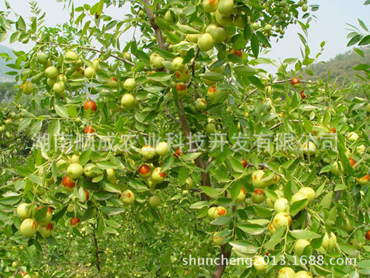 果树-可盆栽果树苗 果苗批发 脆枣王红枣苗 红