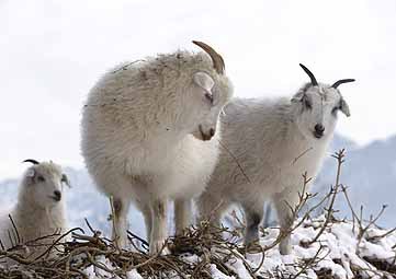 2/26NM 70%超细美利奴羊毛30%山羊绒-详情图3