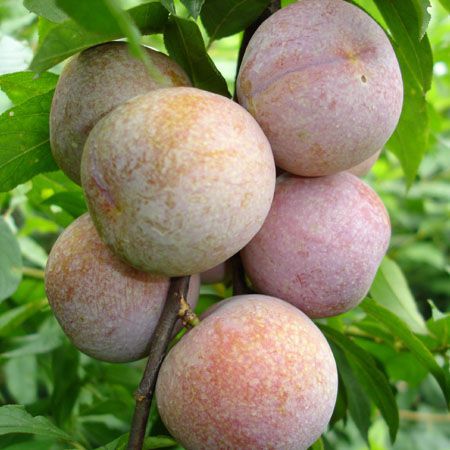 批发水果树苗 南方品种 李子果树苗 三华李苗 晚