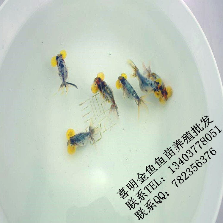 素蓝五花黄金泡金鱼鱼苗1