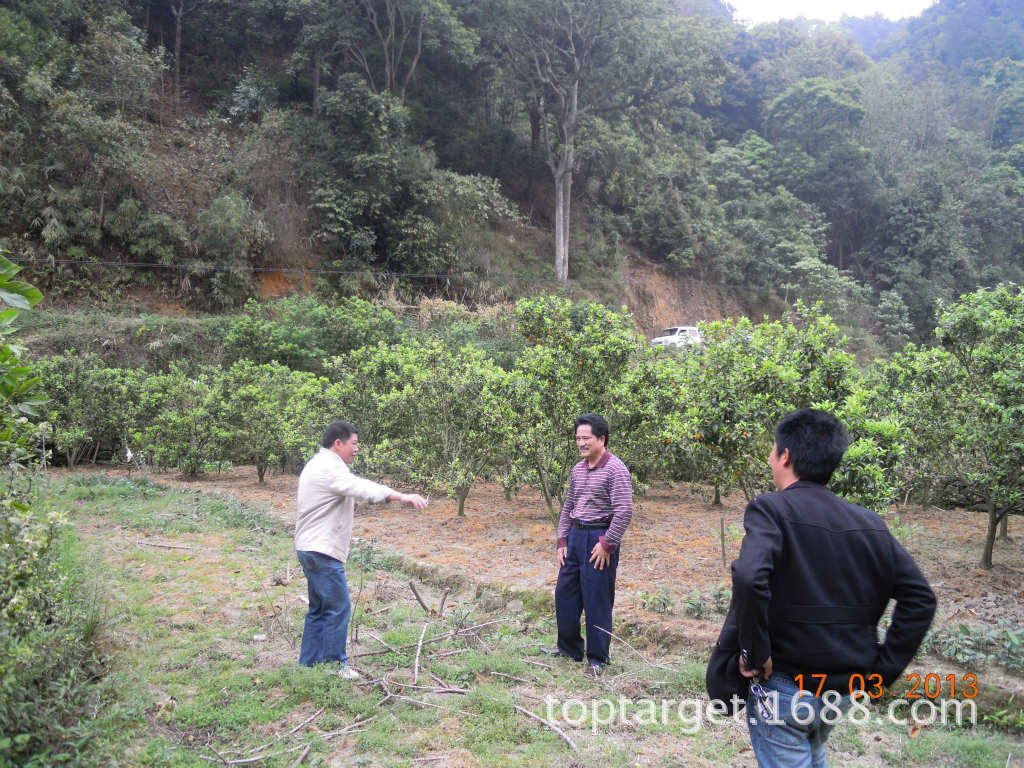 江西赣州脐橙黄龙病暴发伤农 急寻解决方案