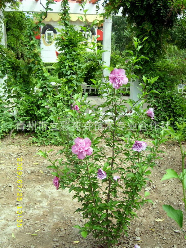 木槿 丛生木槿 花灌木 青州花卉苗木 大量批发 质优价廉