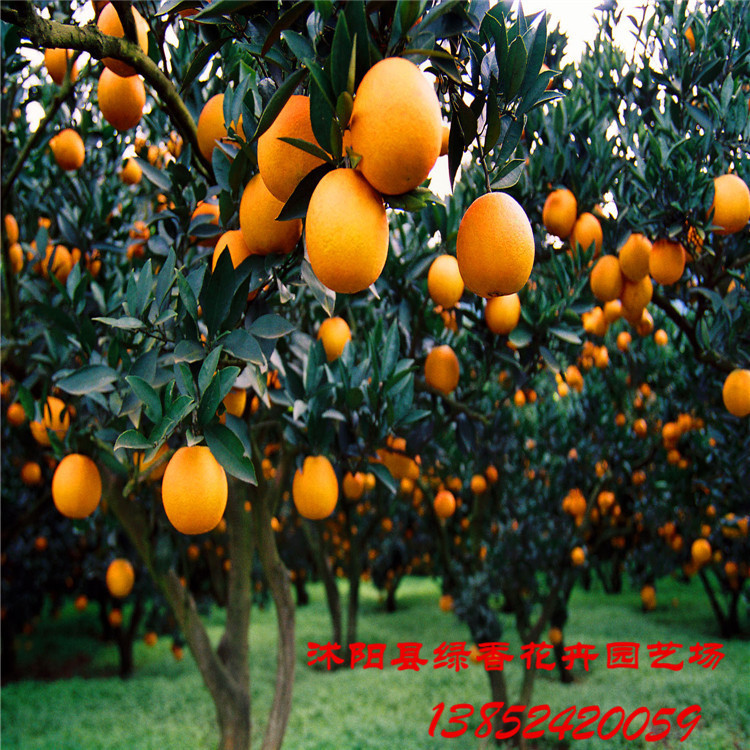 果树-常年供应优质的柑橘苗口味纯正香甜 品质