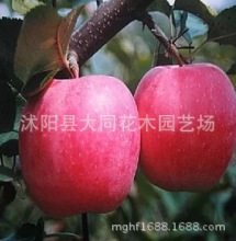 矮化苹果树品种_苹果树价格_优质苹果树批发