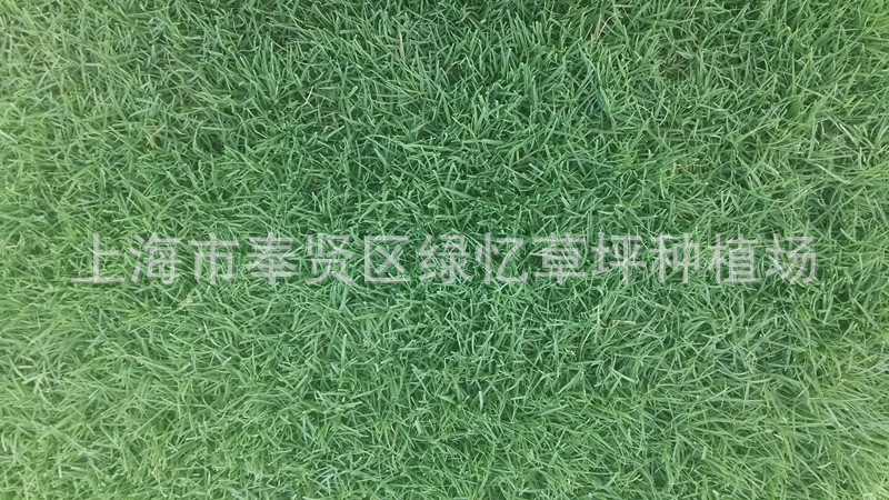 上海市奉贤区绿忆草坪种植场