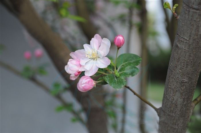 直销西府海棠 工程绿化苗 树苗 天然优质 名贵庭院花卉