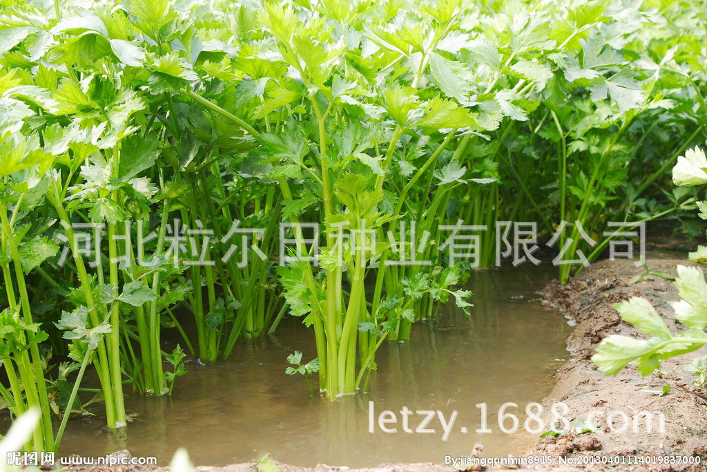 西芹基地2