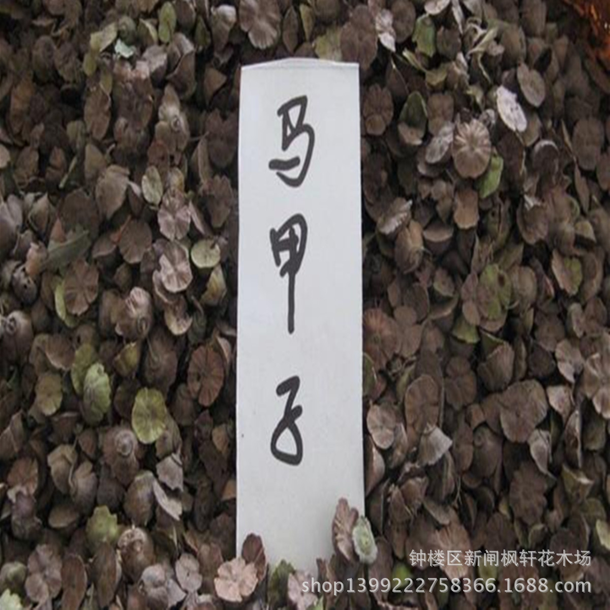 批发供应马甲子种子 <em>马甲刺</em>种子 院墙篱笆专用