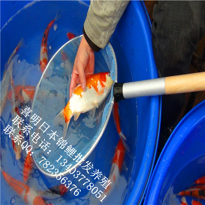 渔场锦鲤鱼2