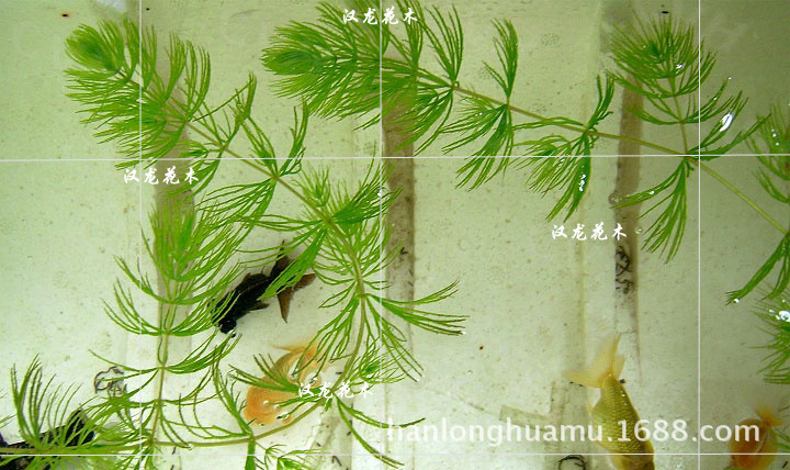 金鱼藻 水生植物 鱼缸装饰 河道绿化 鱼类饲养 水草