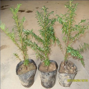 批发采购乔木-批发名贵植物 红豆杉 净化空气 