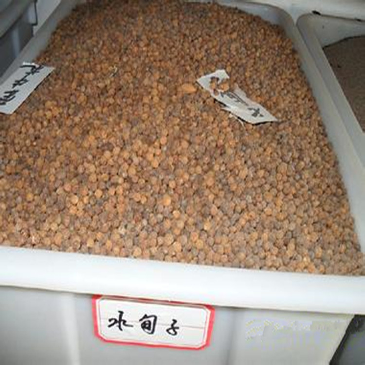 种苗、种子、种球-正宗优质林木种子水荀子 竹