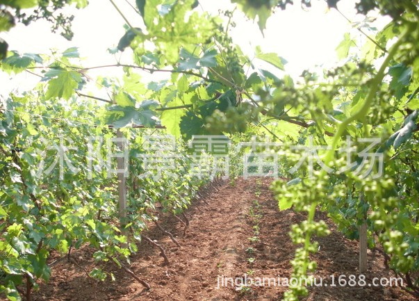 葡萄小苗