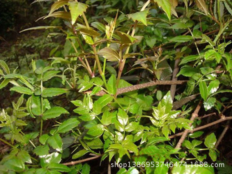 供应三江绿茶清清香型野生藤茶广西长寿茶