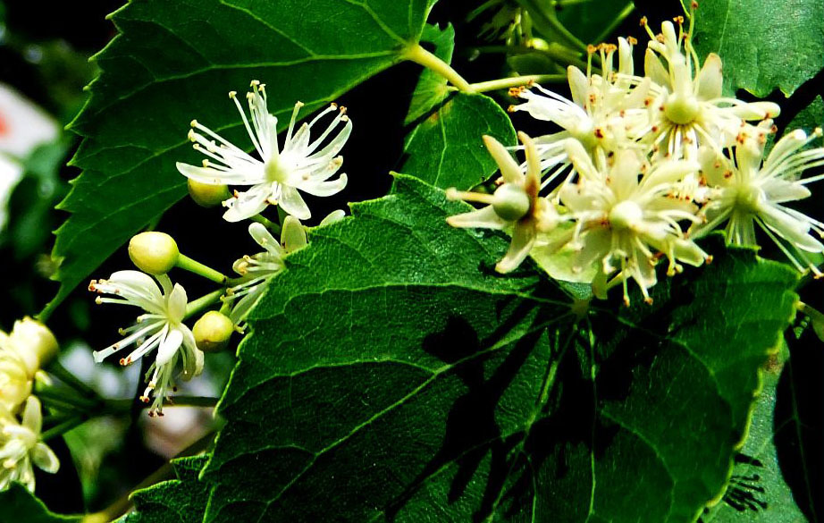 花果茶-出口品质【金宝园】优质花茶椴树花-花