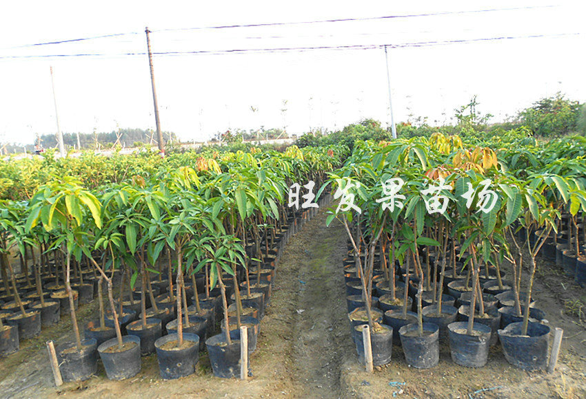 长期批发 澳洲芒果苗 广西芒果树苗 攀枝花芒果苗