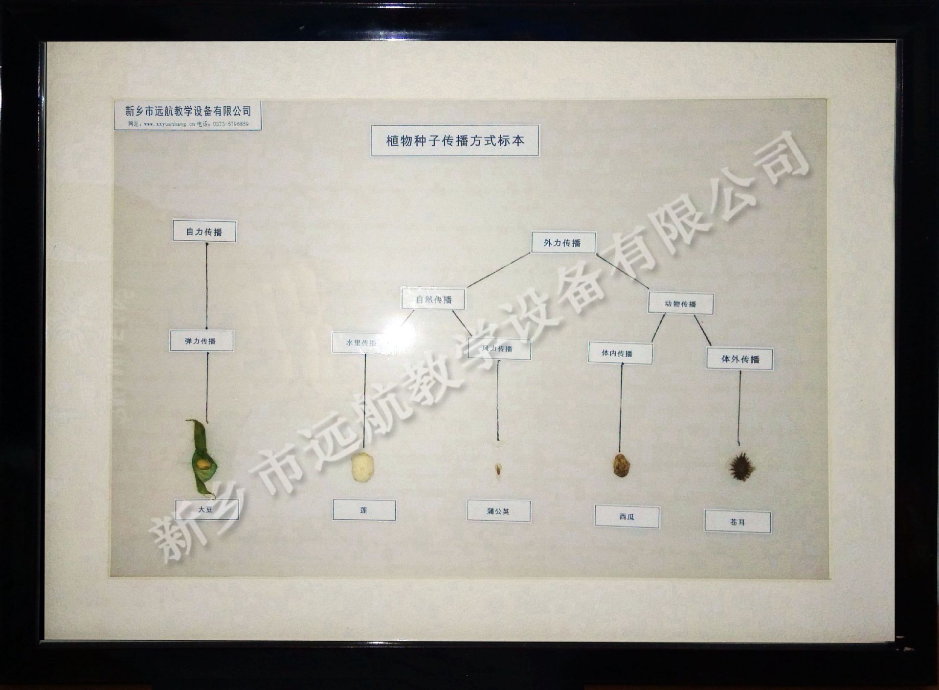 植物种子传播方式_副本
