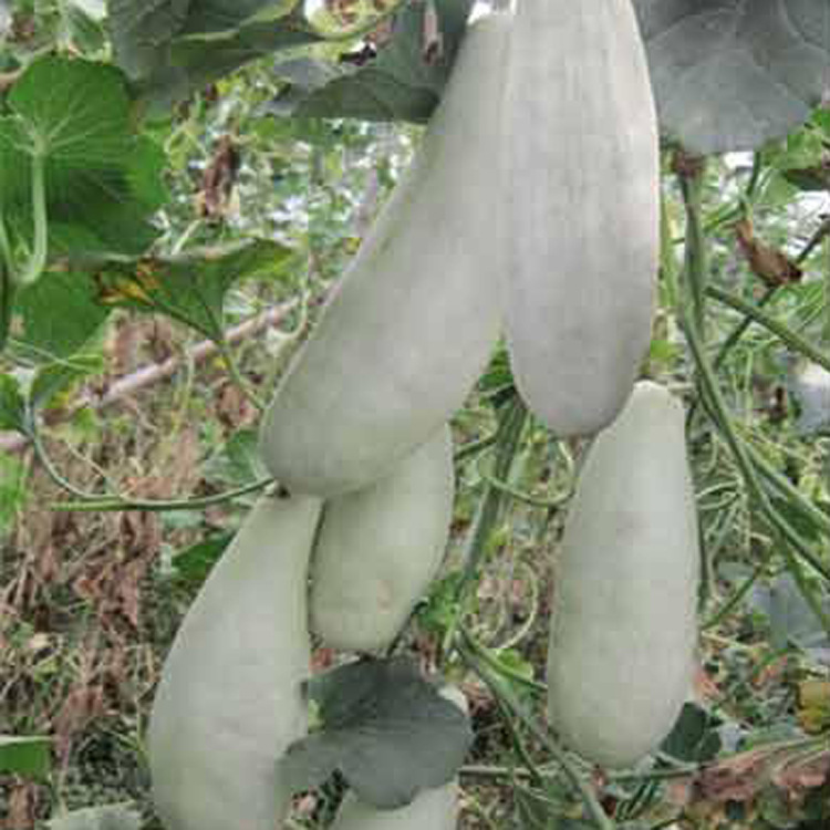 【蔬菜种子公司批发 正宗羊角脆羊角蜜甜瓜种