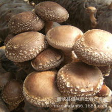 香菇菇丁_香菇菇丁批发_香菇菇丁供应_阿里巴