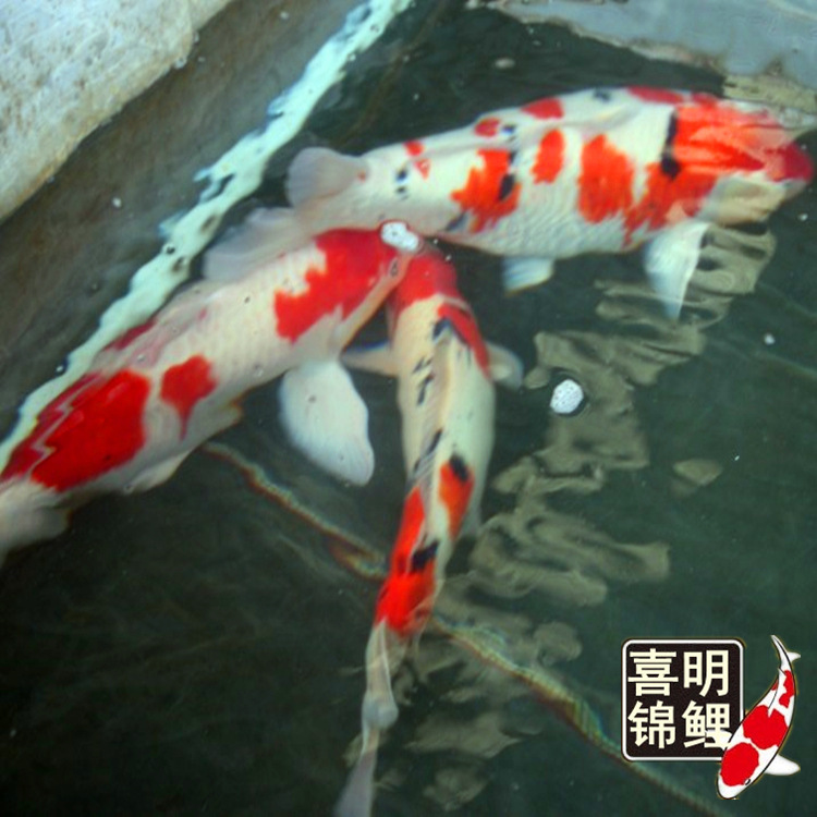 锦鲤种8
