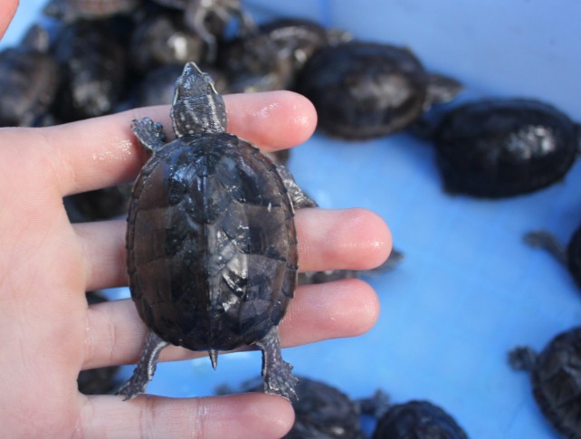 麝香蛋龟 麝香龟苗 蛋龟 深水龟 宠物龟 背甲4-6cm左右