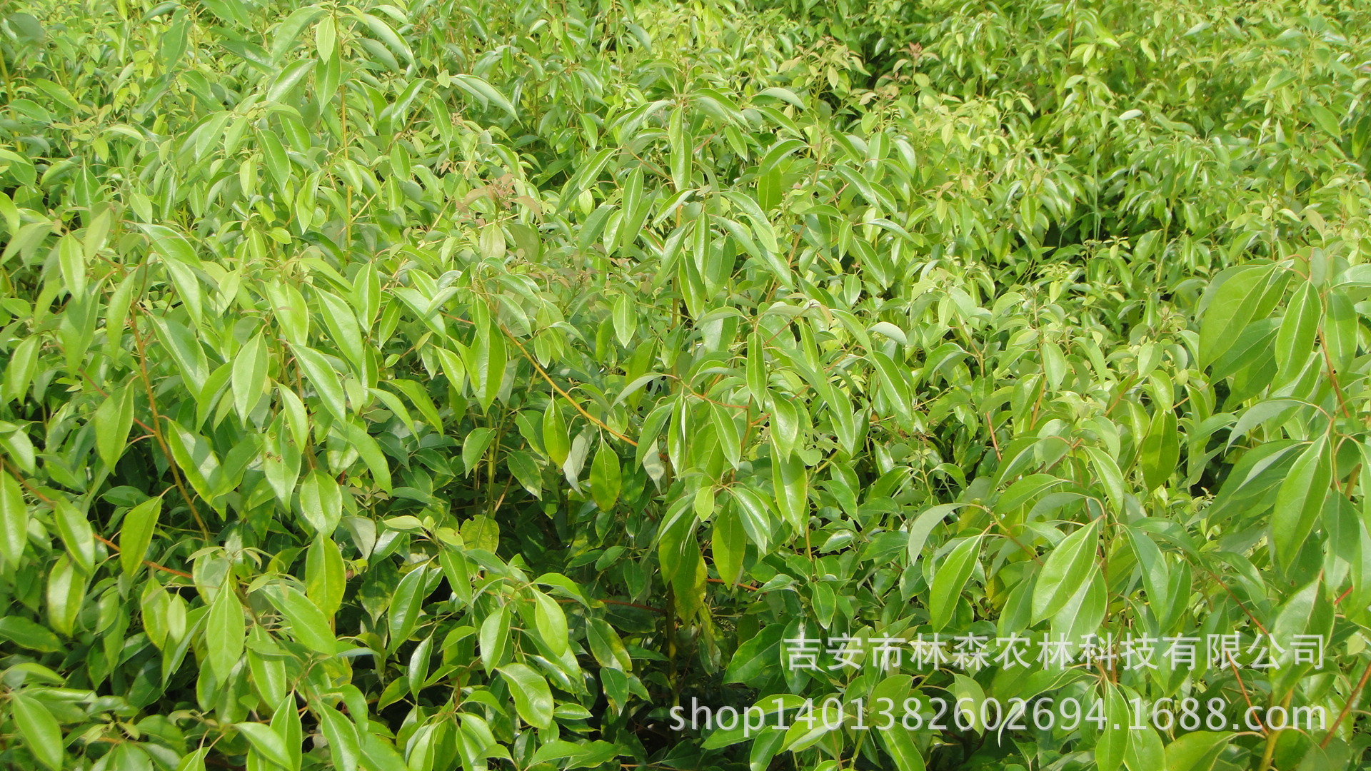 龙脑樟树