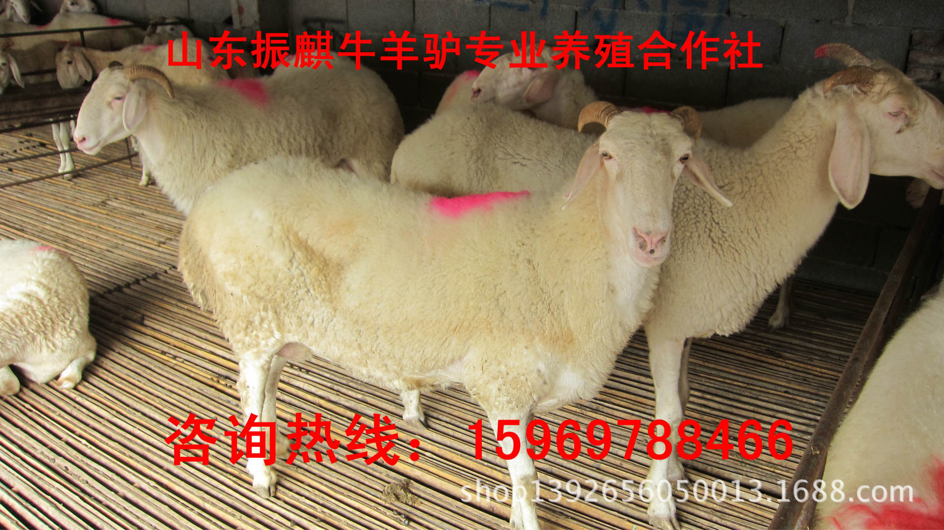 羊-安徽安庆小尾寒羊齐全去哪买羊不会被骗 哪