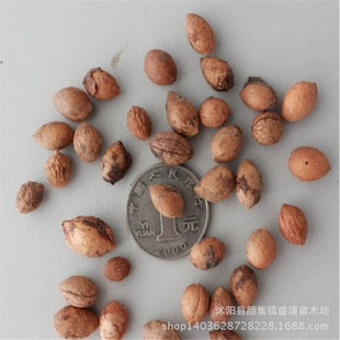批发优质钙果种子 最新采收水果种子 欧李子种子 发芽率高