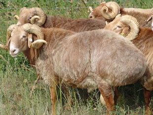 新疆山羊 大尾寒羊 有机大尾羊 新疆阿勒泰大尾羊
