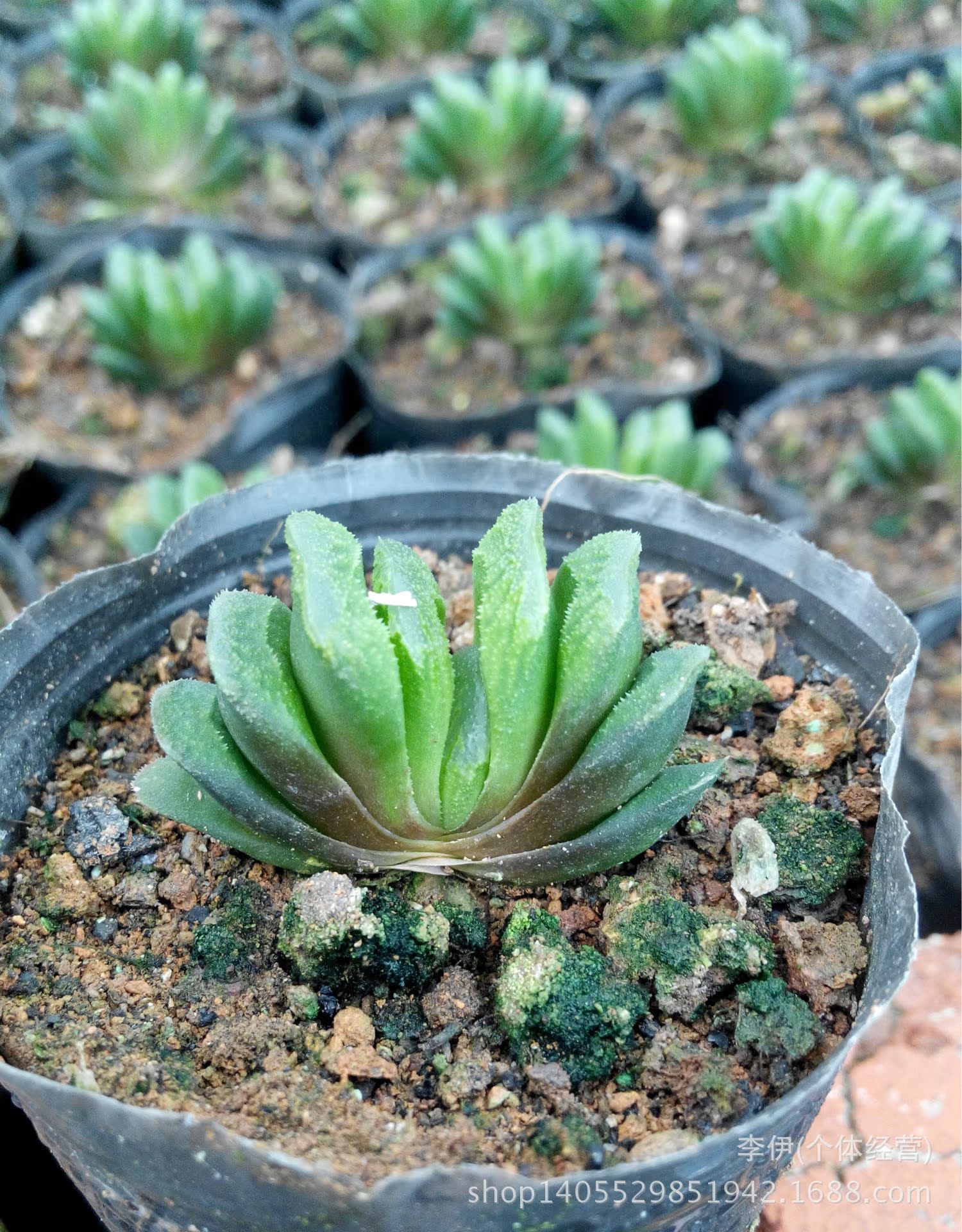 进口多肉植物 玉扇 小棵1.5公分 可爱迷你 大棚批发 植物花卉