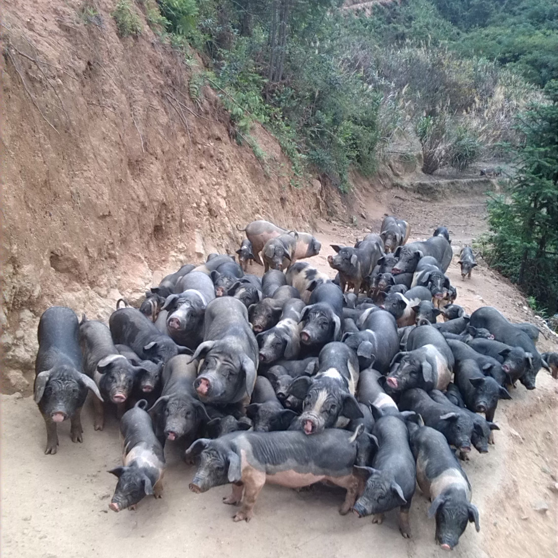湖南攸县有一群吃桑草喝乳酸菌的猪，生活比人都规律