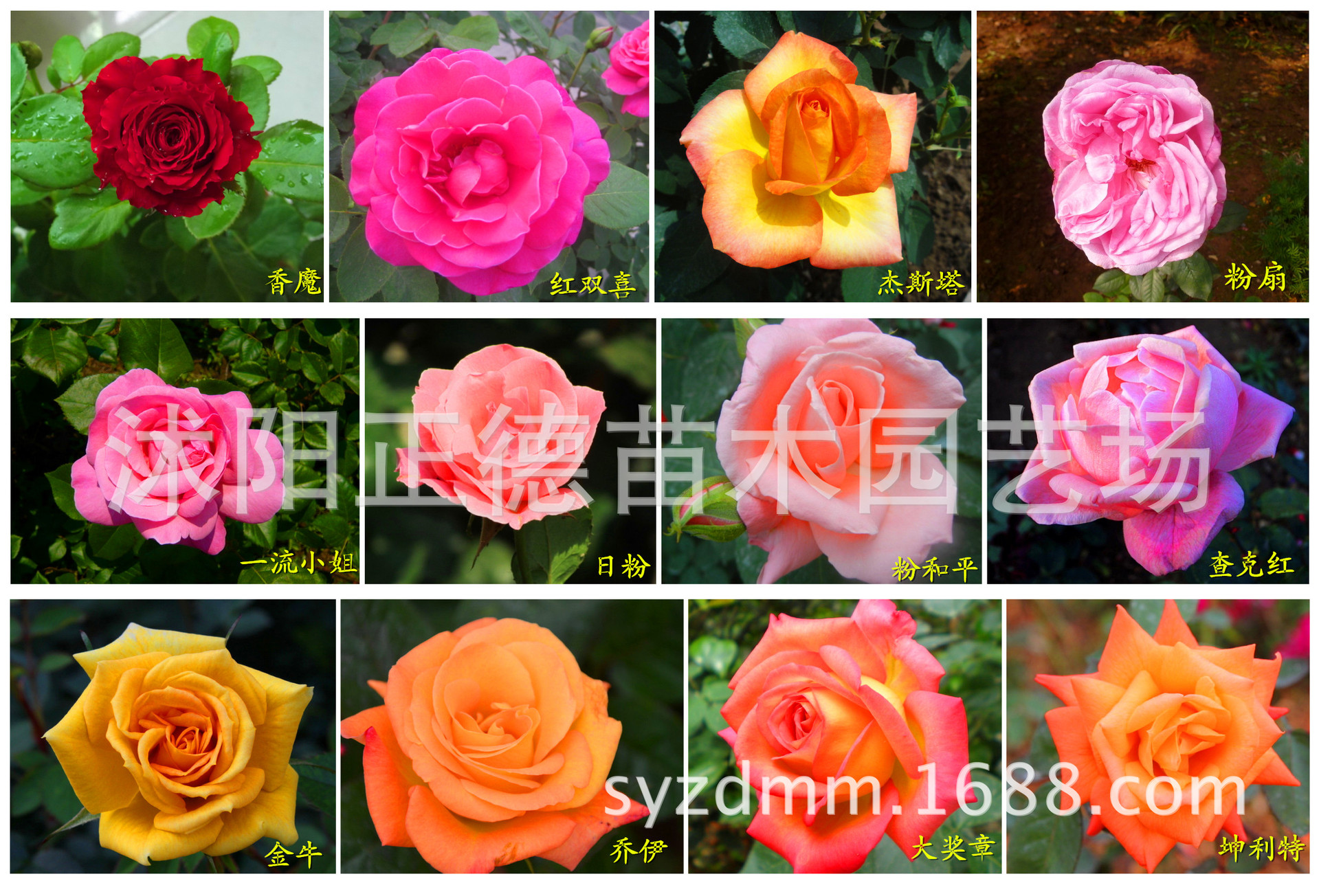 月季蔷薇类植物-嫁接玫瑰花|品种月季|多种颜色可选|适应性强|产地直销|包成活-