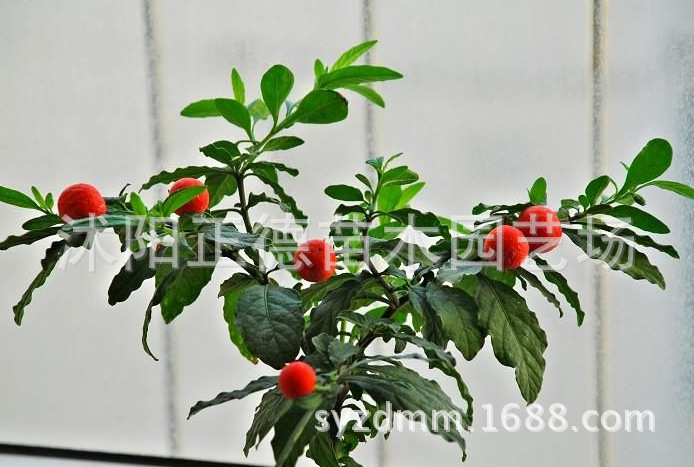 其他农作物种子、种苗-看豆种子|珊瑚豆|可做室