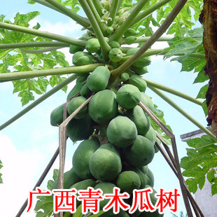 【供应老家自磨超细腻 广西 纯天然青木瓜粉 木