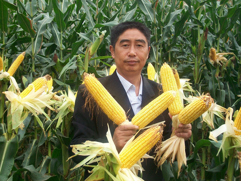 鼎优农业玉米种子-天泰60,高产,抗倒,三层霸王根,耐涝种子