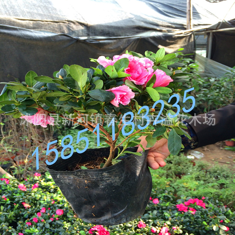 杜鹃2