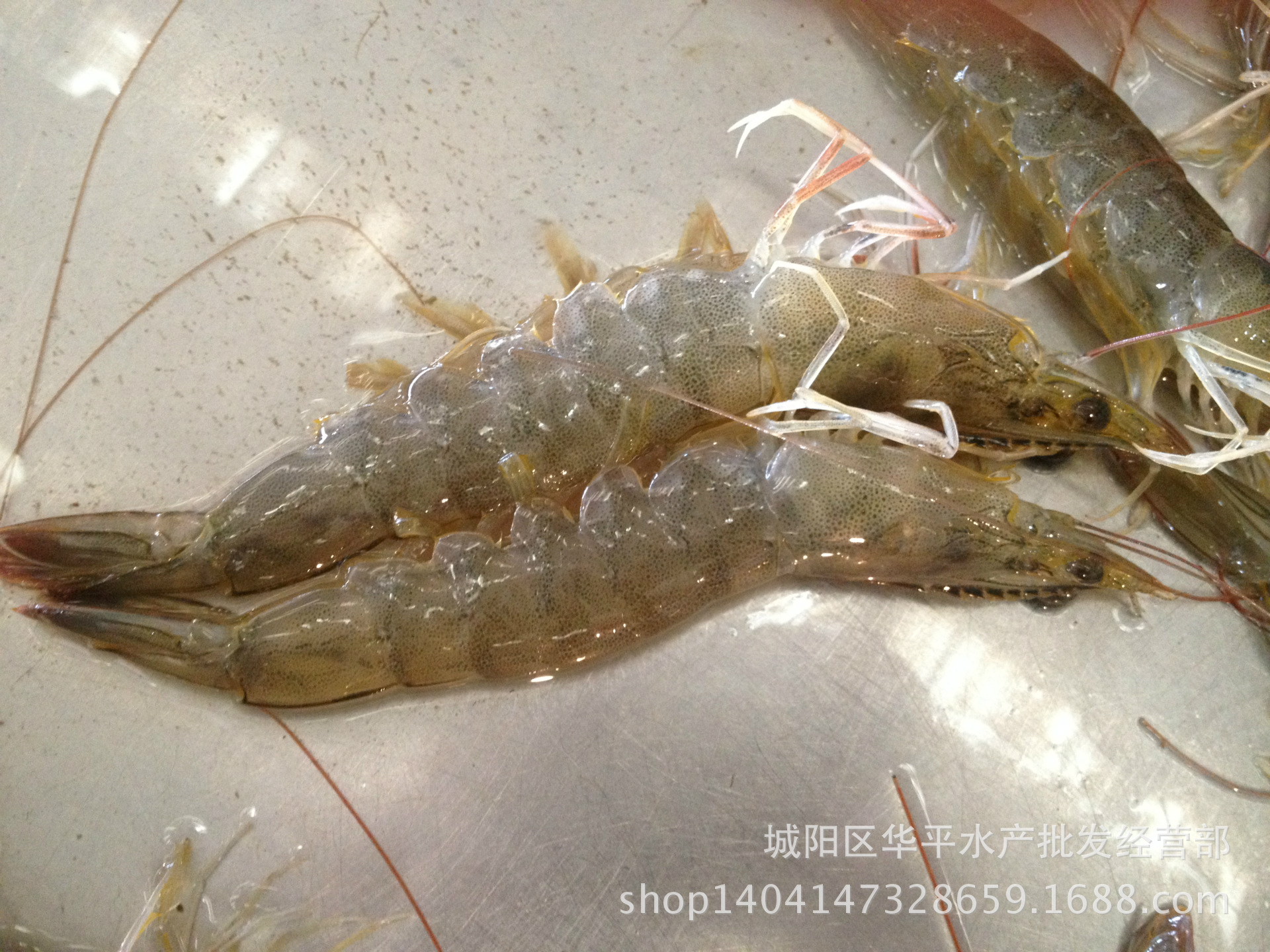 供应优质鲜活南美白虾,对虾 批发各种鲜活水产品