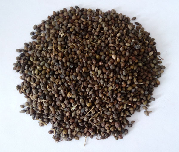 植物原药材-厂家直供中药材鸦胆子 清热燥湿杀