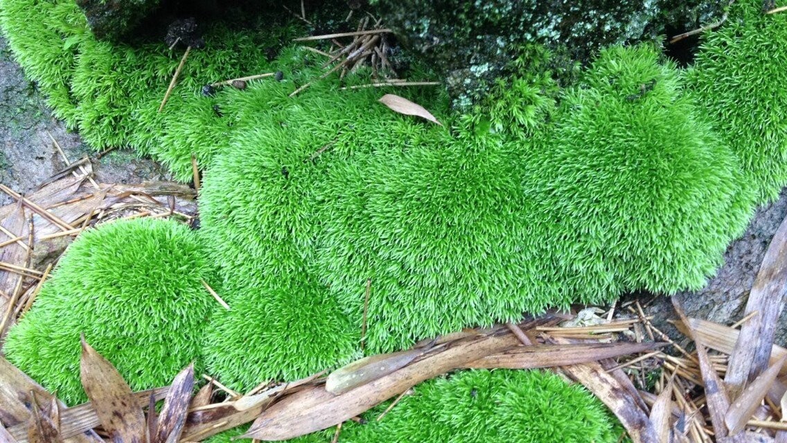 苔藓白发苔藓