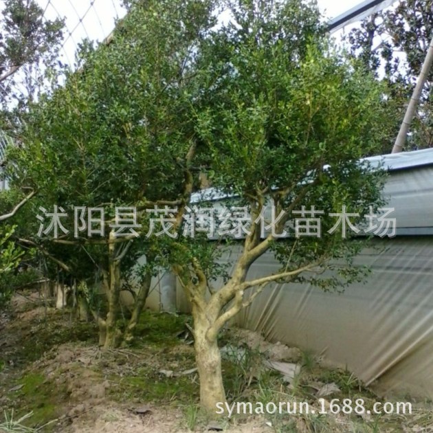 出售珍稀树木黄杨树黄杨盆景收藏价值高庭院风水树直径10厘米粗上
