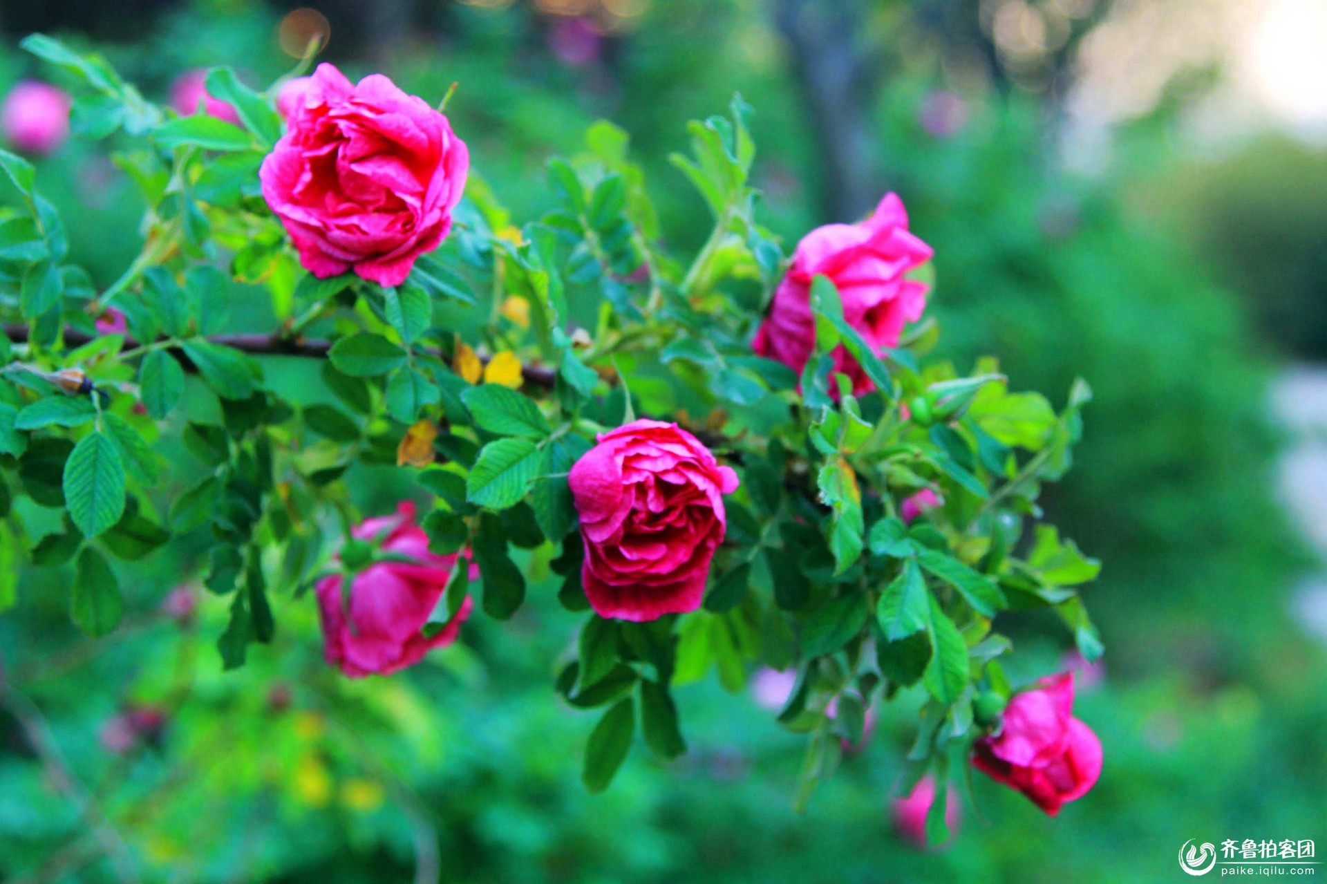 野玫瑰 花 玫瑰 - Pixabay上的免费照片 - Pixabay