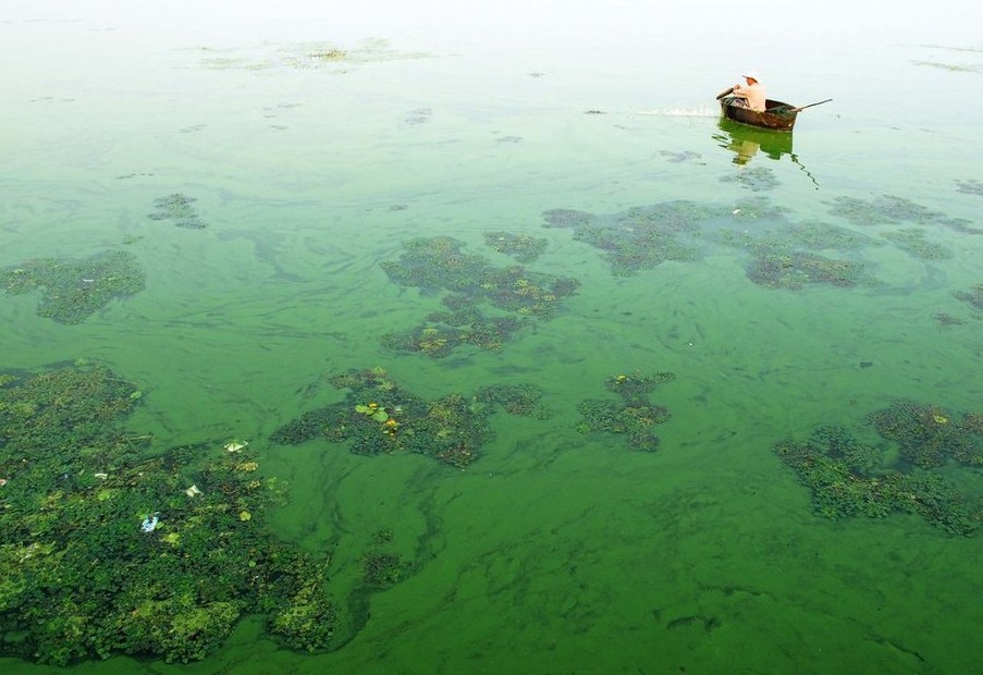 【氨氮降解剂】水体黑臭/绿水/富营养化治理 对水中动植物无害