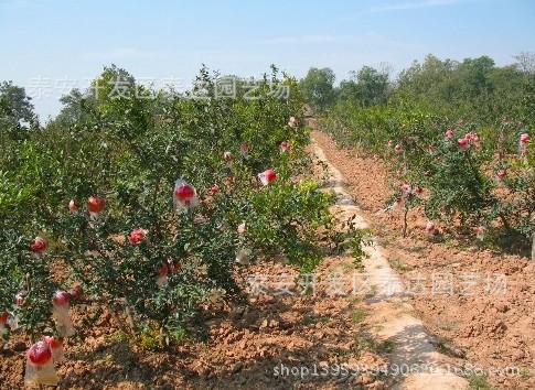 果树-山东优质大红袍石榴苗 扦插石榴树苗价格