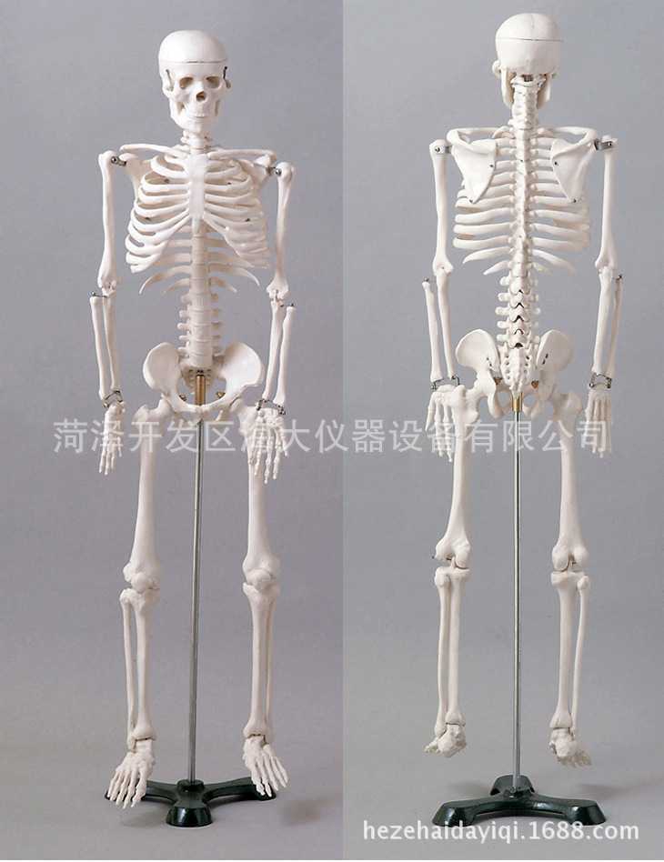 人体骨骼模型