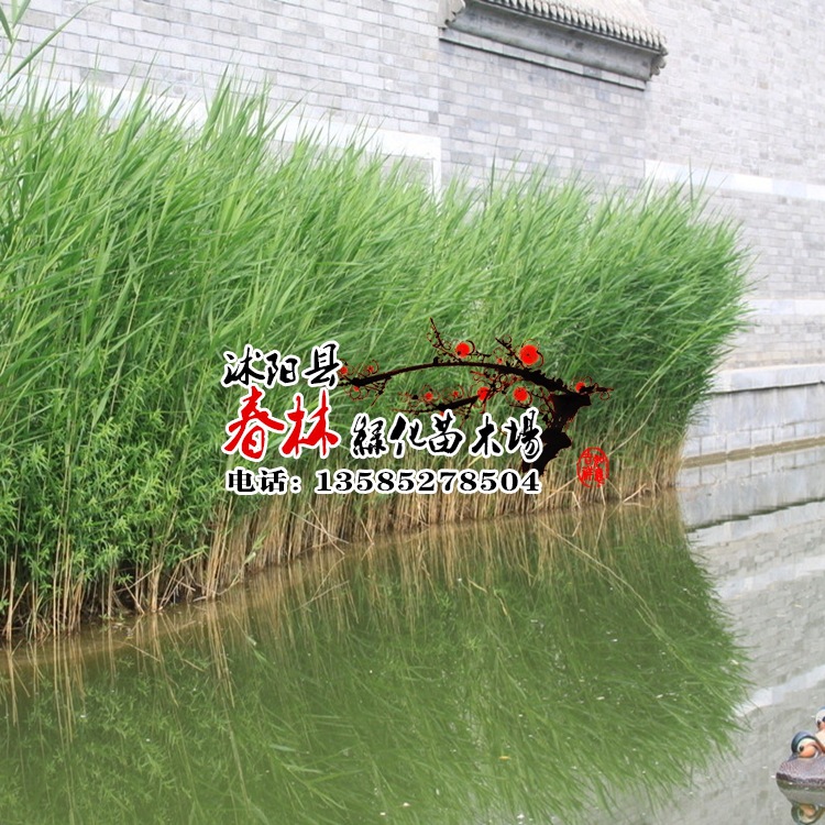 供应水生植物-芦苇 芦苇种苗 芦芛 芦苇基地 又名芦芛 芦苇根