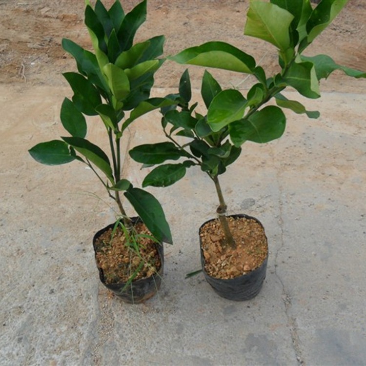 果树-庭院盆栽果树苗南方北方种植当年结果柚