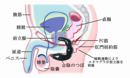 性保健品-百乐 C型男性G点刺激前列腺按摩器 后庭 情趣用品批发-性保健品尽在阿