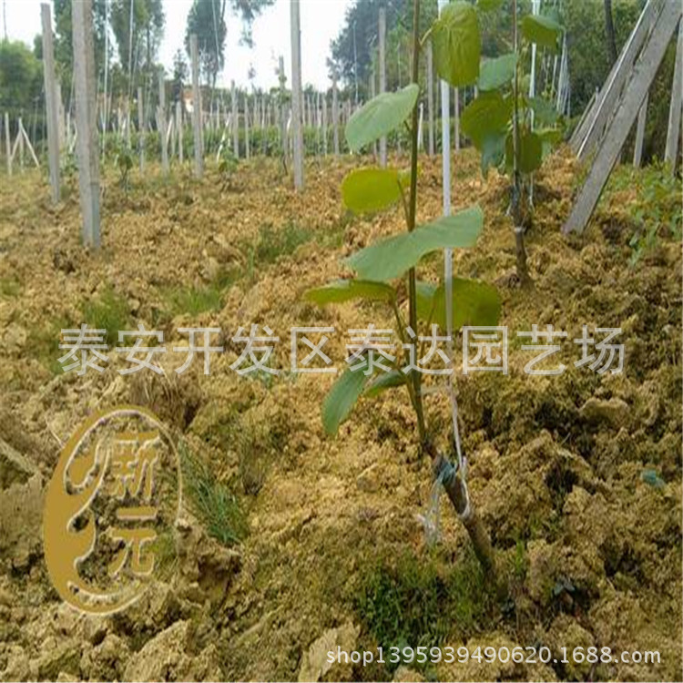 山东红心猕猴桃苗 优质猕猴桃树苗多少钱一株